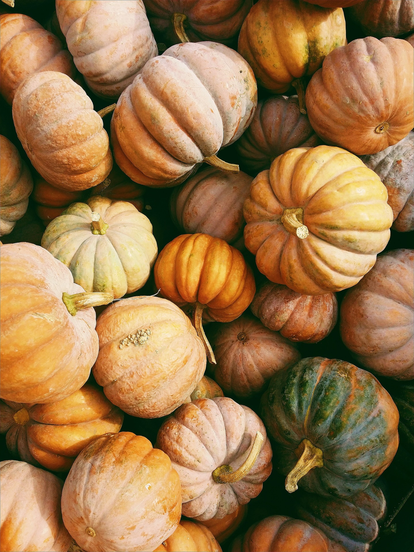 Der Herbst ist da – und er bringt so viele kleine Abenteuer für Familien mit:

1️⃣ Blätter sammeln & pressen
2️⃣ Kürbis schnitzen 🎃
3️⃣ Wald-Schatzsuche
4️⃣ Laternen basteln & Spaziergang
5️⃣ Apfelernte & Apfelmus kochen 🍎
6️⃣ Drachen steigen lassen
7️⃣ Pilze suchen (oder Waldpicknick)
8️⃣ Kuscheltag mit Kakao & Film
9️⃣ Basteln mit Kastanien
🔟 In Laubhaufen toben 📸

✨ Welches Herbstabenteuer macht ihr als Erstes?

#Familienzeit #HerbstMitKindern #Herbstliebe #Familienurlaub
